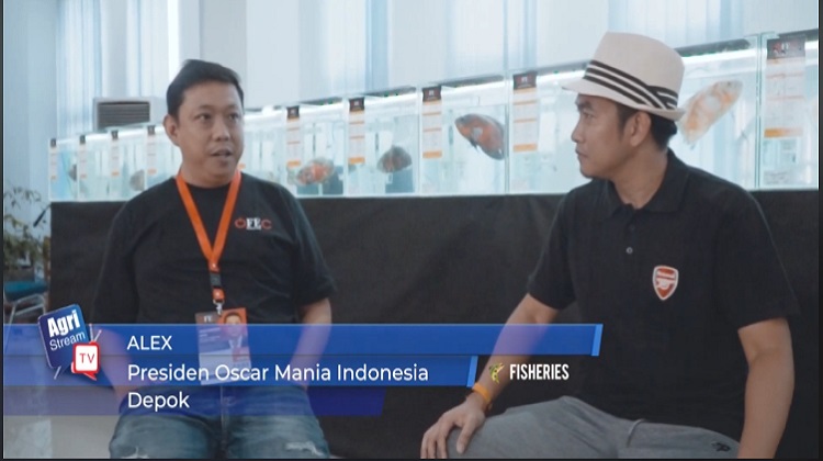 Kontes Ikan Oscar Internasional Perdana di Indonesia